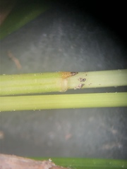 Eleocharis montevidensis