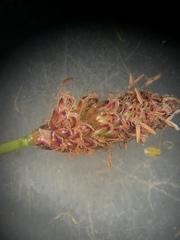 Eleocharis montevidensis