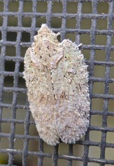 Flatoidinus punctatus