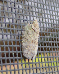 Flatoidinus punctatus