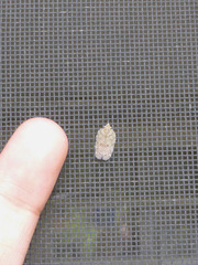 Flatoidinus punctatus