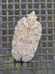 Flatoidinus punctatus