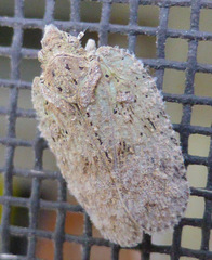 Flatoidinus punctatus
