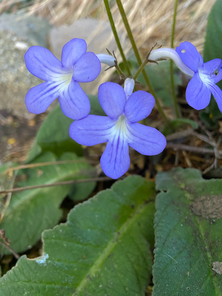 African Primrose from Christchurch including Banks Peninsula, NZ-CA, NZ ...