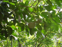 Aspidosperma megalocarpon