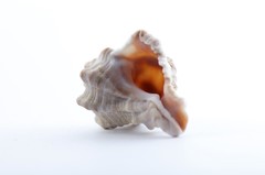 Hexaplex kuesterianus