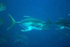 Caranx caninus
