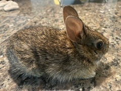 Sylvilagus