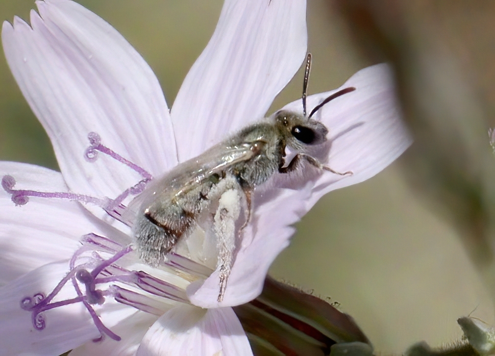 Lasioglossum actinosum
