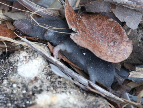 North American Least Shrew observed by coreytcallaghan