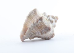 Hexaplex kuesterianus