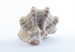 Hexaplex kuesterianus