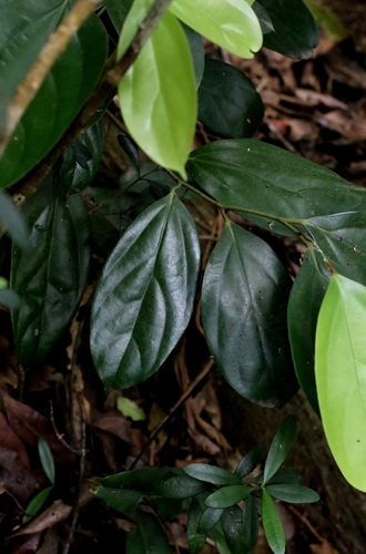 Cryptocarya densiflora observed 2026-04-27