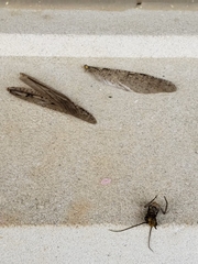 Chauliodes