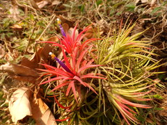 Tillandsia ionantha