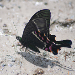 Papilio krishna