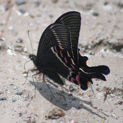 Papilio krishna