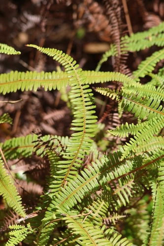 Dicranopteris flexuosa observed 2026-04-30