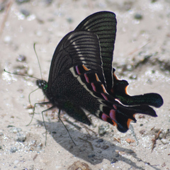 Papilio krishna