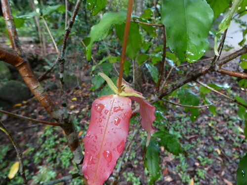 Sankowskya stipularis