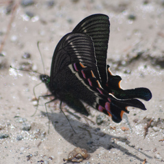 Papilio krishna