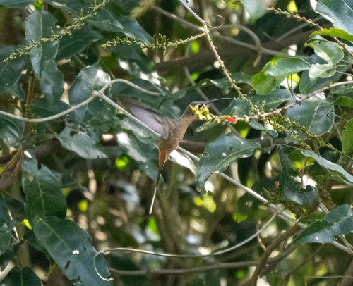 Planalto Hermit