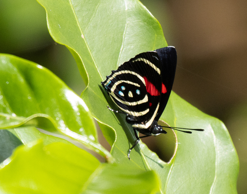 Hydaspes Eighty-Eight