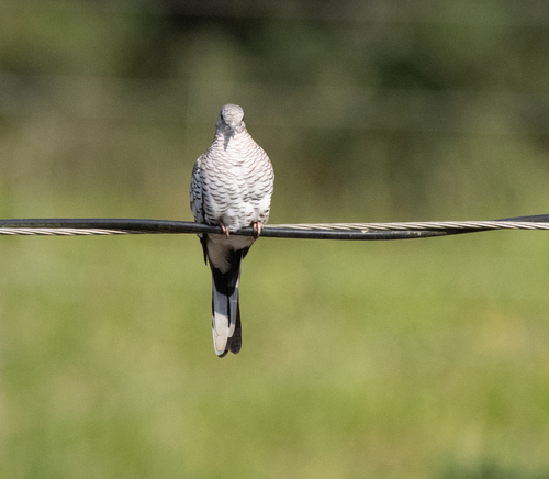 Scaled Dove