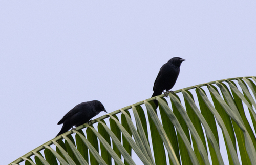 Chopí Blackbird