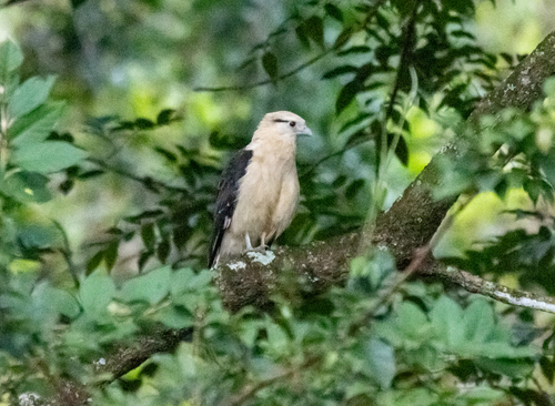 Yellow-headed Caracara