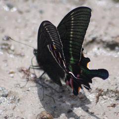 Papilio krishna