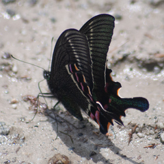 Papilio krishna