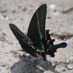 Papilio krishna