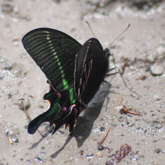 Papilio krishna