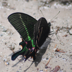 Papilio krishna