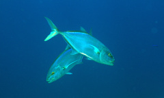 Caranx bartholomaei