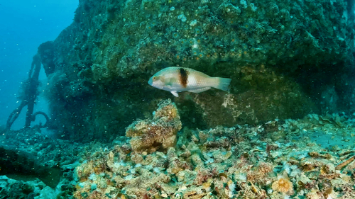 Notolabrus tetricus