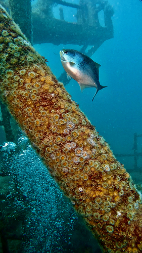 Scorpis aequipinnis