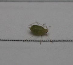 Myzus persicae