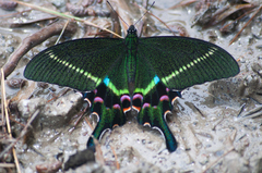Papilio krishna
