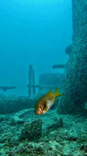 Parma victoriae