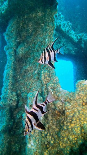 Enoplosus armatus