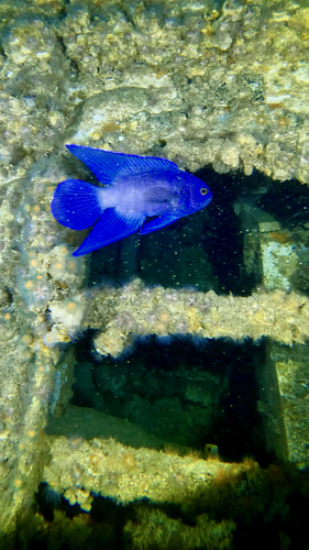 Paraplesiops meleagris