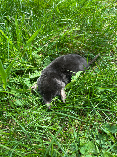 Townsend's Mole observed by nekobird