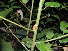 Dendropsophus reticulatus