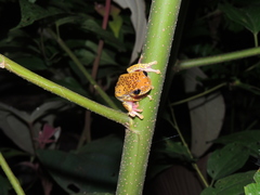 Dendropsophus reticulatus