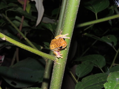 Dendropsophus reticulatus