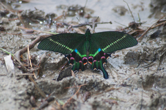 Papilio krishna