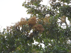 Carpodiptera cubensis