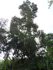 Carpodiptera cubensis